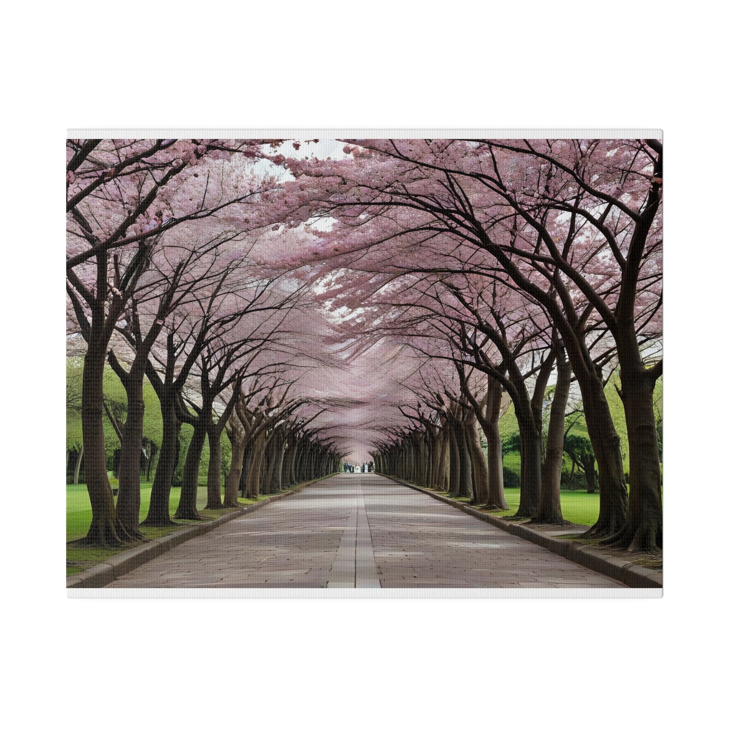 Cherry Blossoms, Wall Art, Matte Canvas, Stretched, 0.75"